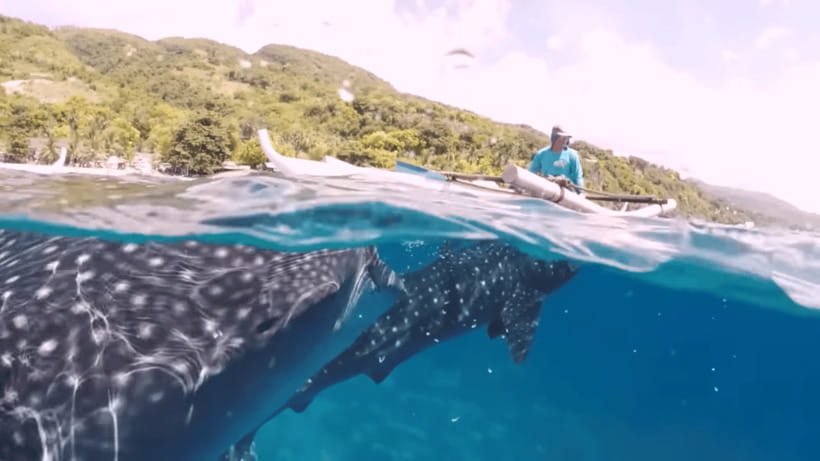 Oslob: Whale Sharks, Tumalog Falls & Sumilon Trio Adventure - Swim-Safe, Weather-Real: The Rules That Affect Your Day