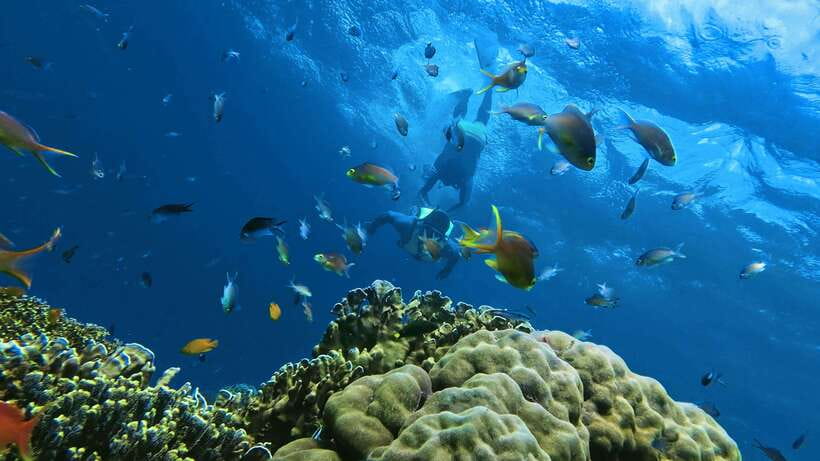 Oslob: Whaleshark Swimming, Inambakan Falls & Moalboal Tour - Key highlights I’d circle on your map