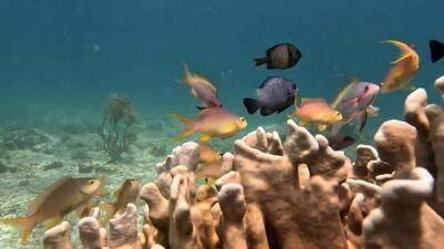 Oslob: Whaleshark Swimming, Inambakan Falls & Moalboal Tour - The 3:00 AM pickup and how the day timing really works