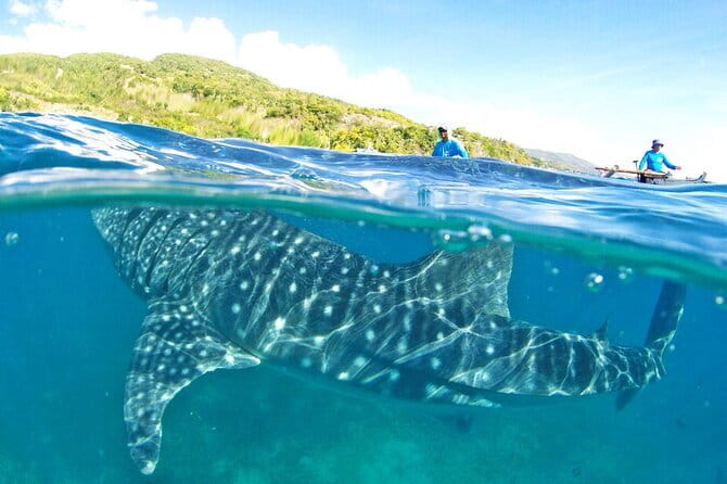 Small Group Moalboal and Badian’s Ultimate Adventure Tour - Moalboal Turtle Encounter and the Sardine Run: Marine Moments You Can Actually Feel
