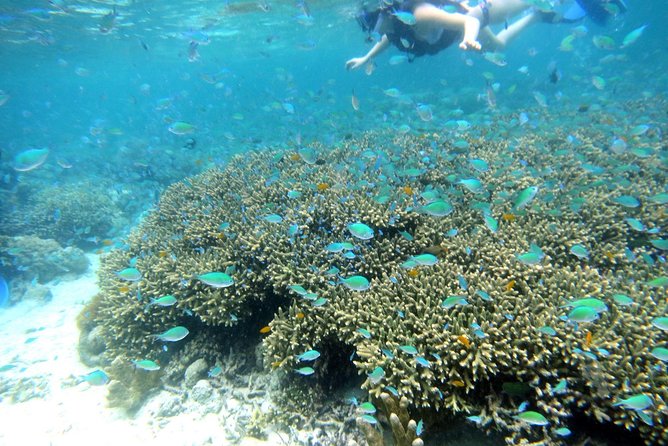 Twin Island Snorkeling Adventure at Hiltungan and Nalsuan - Key things that make this snorkeling trip tick