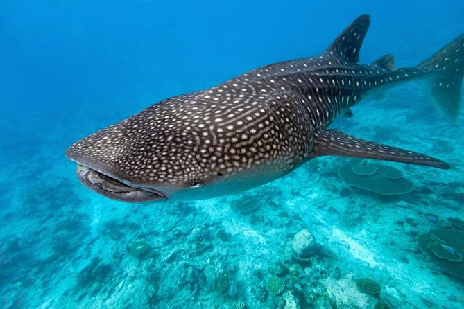 Whale Shark Encounter and Sumilon Sandbar with Kawasan Falls - Driving Time and Start Times: How the Schedule Feels at 6pm