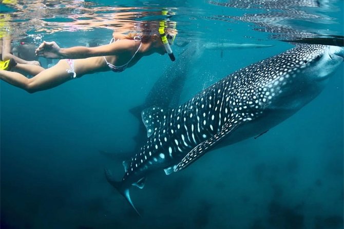 Whale Shark Encounter and Sumilon Sandbar with Kawasan Falls - Who Should Book This Tour—and Who Might Want a Different Day