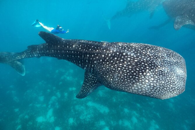 Whale Shark Encounter and Tumalog Waterfalls Tour - Key highlights to know before you go