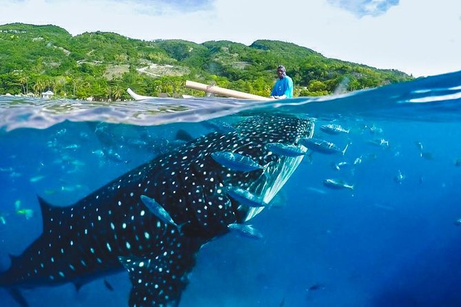 Whale Shark Encounter and Tumalog Waterfalls Tour - The Guide’s Commentary That Turns a Swim Into Learning