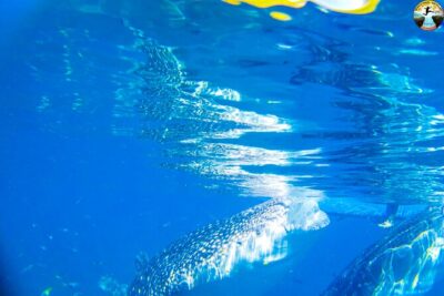 Whale Shark Swimming, Tumalog Falls and Kawasan Canyoneering - Kawasan Canyoneering (Badian): The Extreme Part of the Day