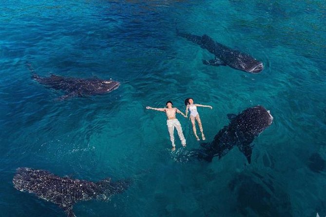 Whale Shark Watching & Tumalog Falls & Kawasan Falls - Key highlights to know before you go