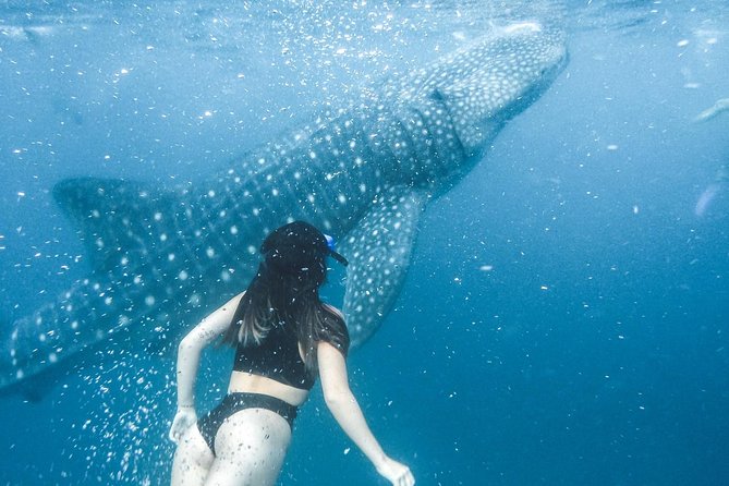 Whale Shark Watching & Tumalog Falls & Kawasan Falls - Getting there comfortably: private transport, pickup, and meals