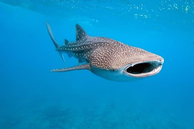 Whale Shark Watching with Sumilon Sandbar and Kawasan Falls Tour - Sumilon Island Sandbar: The Calm Pause Between Wonders