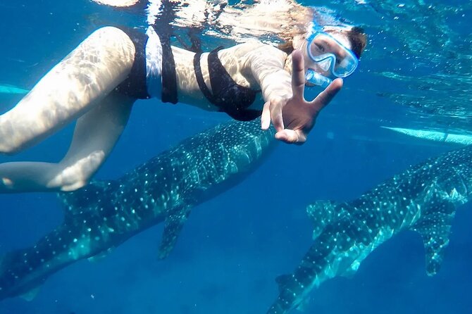 Whale Watching in Sumilon Island with Ocean View Resort and Lunch - From Oslob whale sharks to Sumilon white sand: the day’s big idea